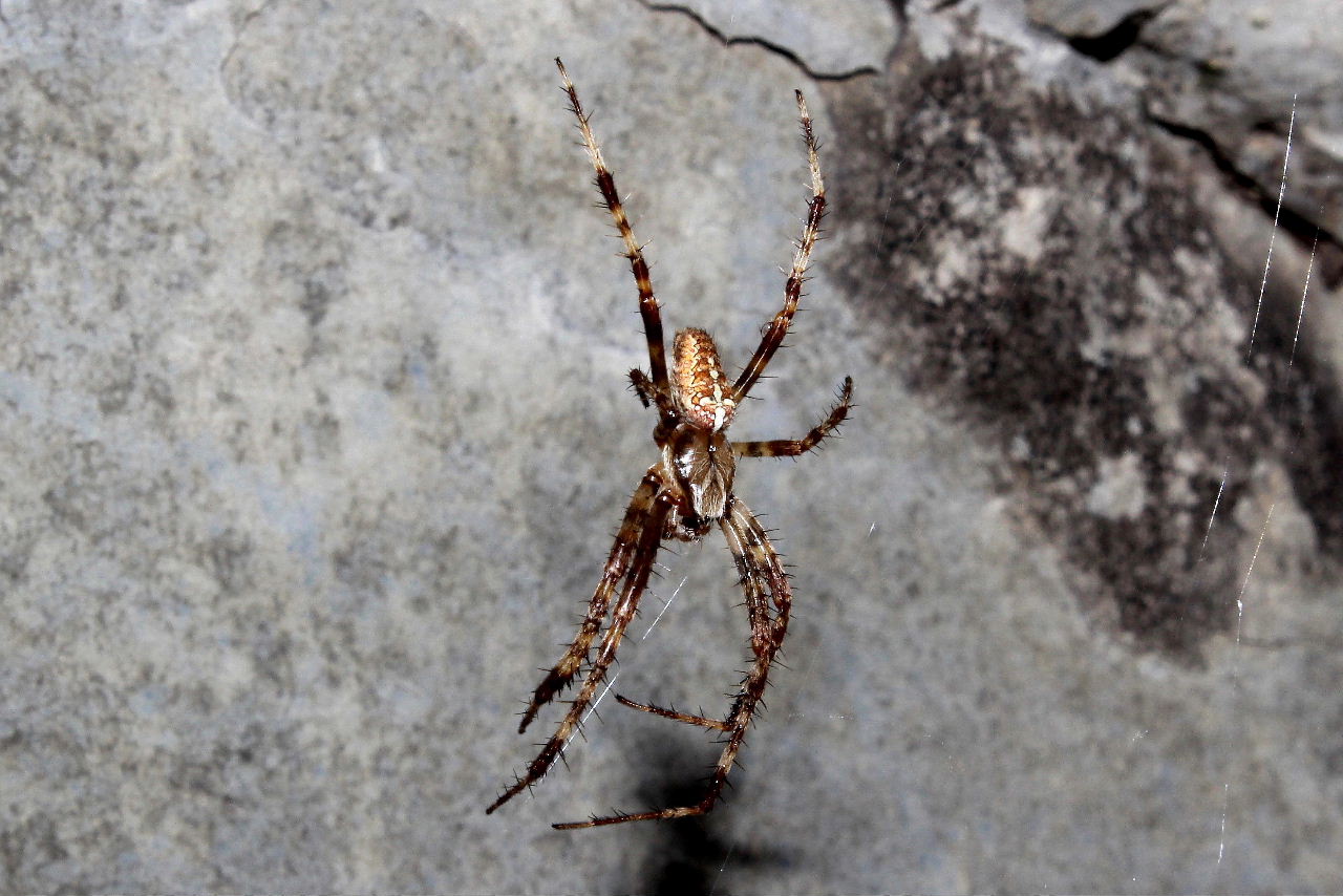 Araneus diadematus - Genova (GE)